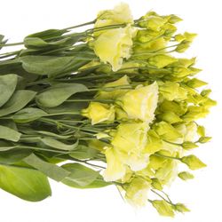 Lisianthus grün Lime Sweet gefärbt 5+Bl.70cm
