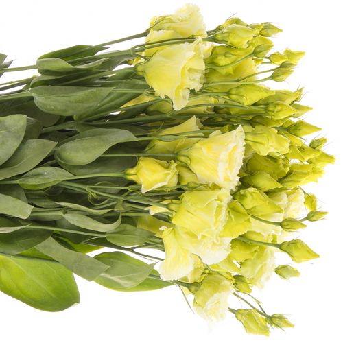 Lisianthus grün Lime Sweet gefärbt 5+Bl.70cm