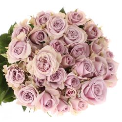 Rose verzweigt milka Lavender Queen 7+Blüte 70cm