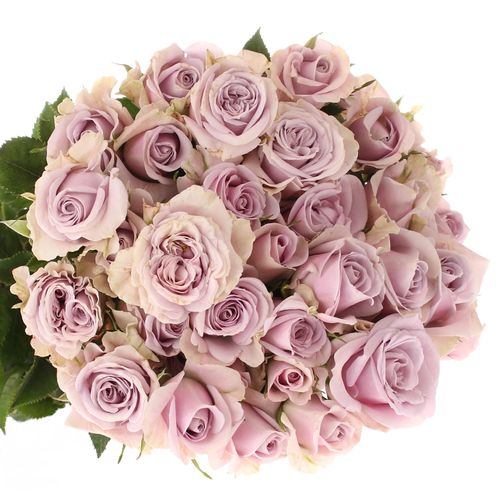 Rose verzweigt milka Lavender Queen 7+Blüte 70cm