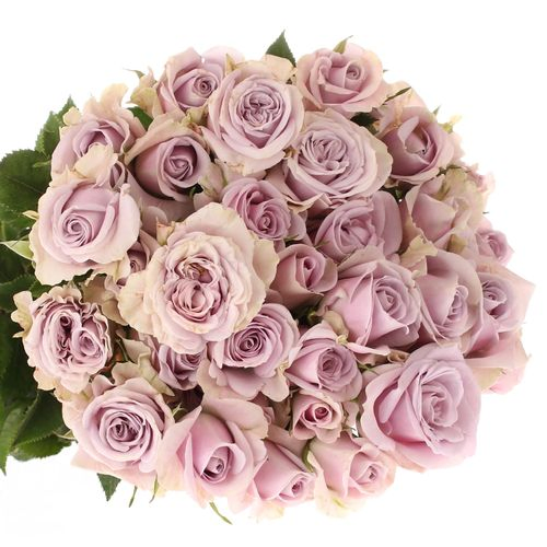 Rose verzweigt milka Lavender Queen 7+Blüte 70cm
