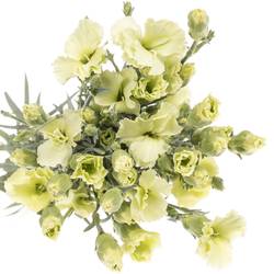 Mininelke grün Bern Solomio 60cm