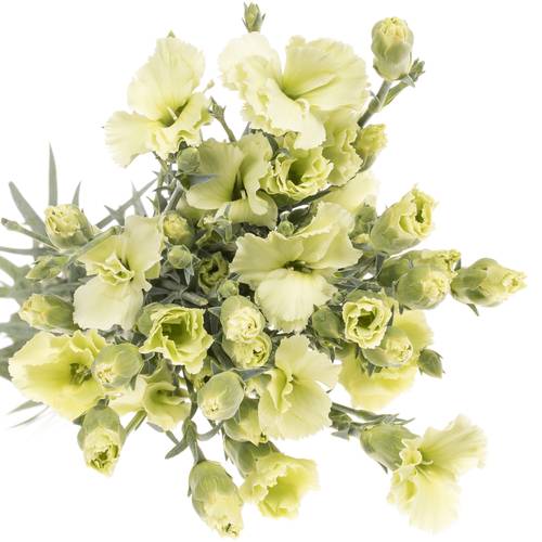 Mininelke grün Bern Solomio 60cm