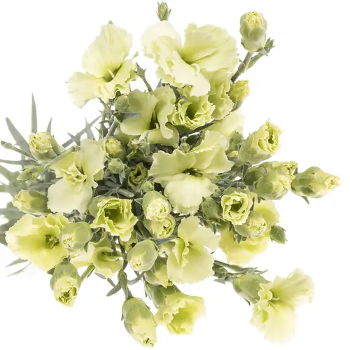 Mininelke grün Bern Solomio 60cm