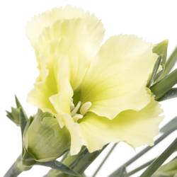 Mininelke grün Bern Solomio 60cm