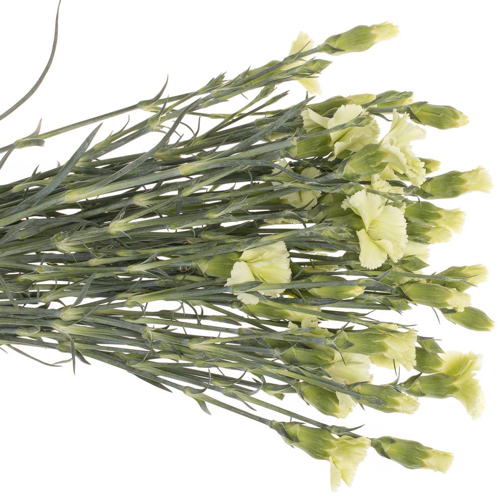 Mininelke grün Bern Solomio 60cm