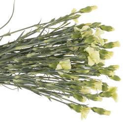 Mininelke grün Bern Solomio 60cm