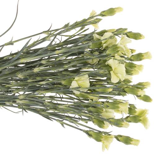 Mininelke grün Bern Solomio 60cm