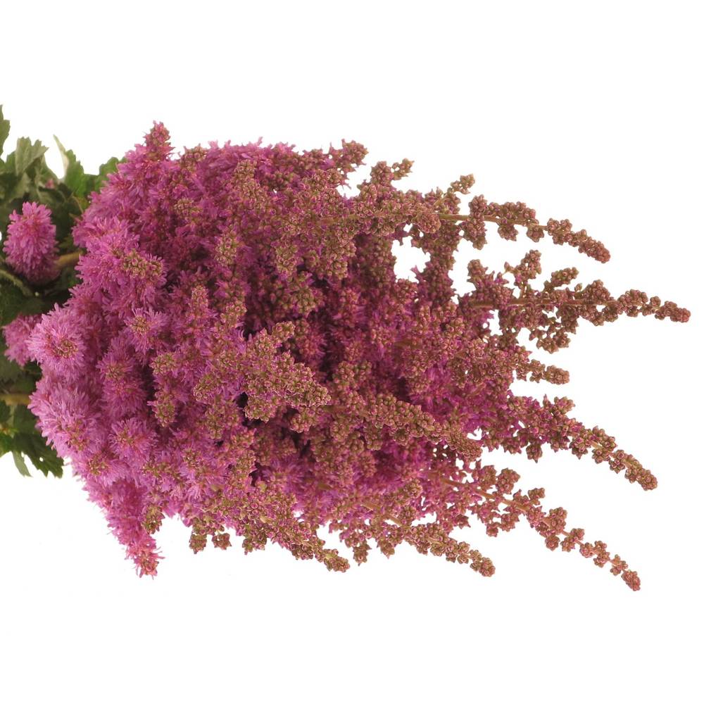 Spirea fuchsia Maggie Daley 50cm