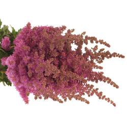 Spirea fuchsia Maggie Daley 50cm