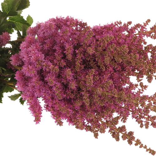 Spirea fuchsia Maggie Daley 50cm