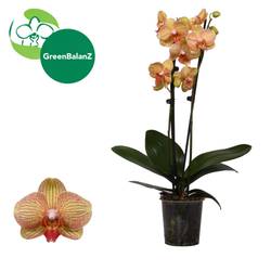Phal.2-R Nightfall of Love T12 H055