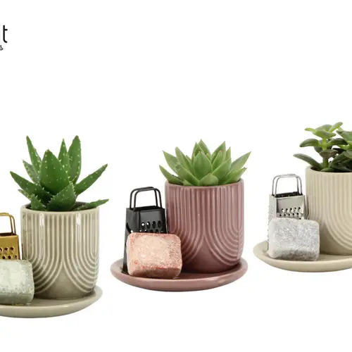 Sukk.Arr mix 91066 Geschenken T12,5 H015