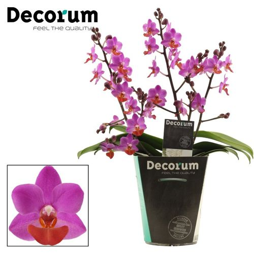 Phal.3-R lila Tisch Mystery T12 H30