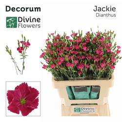 Mininelke rosa Divi Jackie 60cm