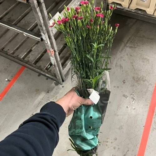 Mininelke rosa Divi Jackie 60cm