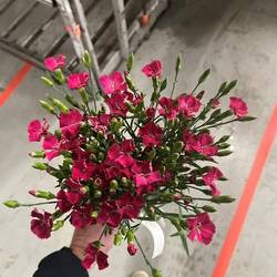 Mininelke rosa Divi Jackie 60cm
