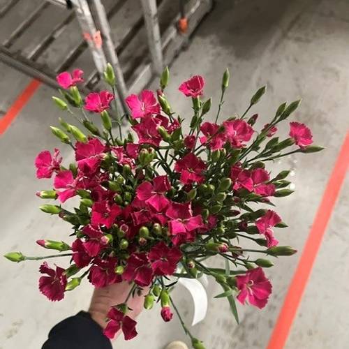 Mininelke rosa Divi Jackie 60cm