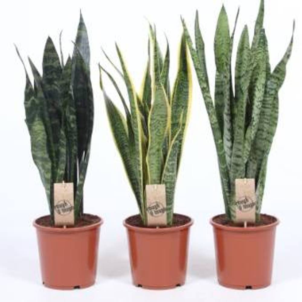 Sanseveria mix T17 H070