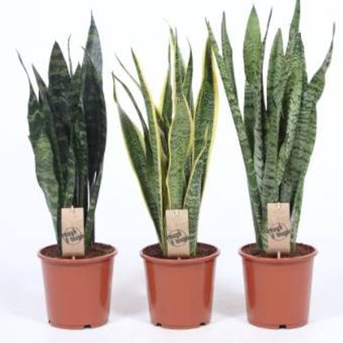 Sanseveria mix T17 H070