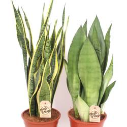 Sanseveria mix T17 H070