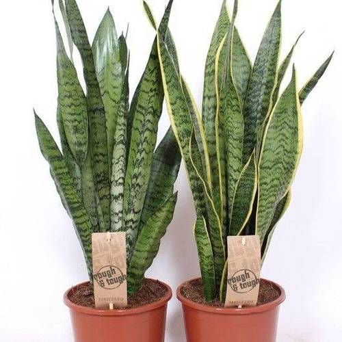 Sanseveria mix T17 H070