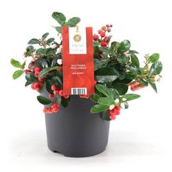 Gaultheria Proc. Bigberry T15 H20
