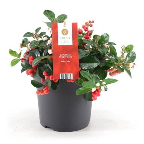 Gaultheria Proc. Bigberry T15 H20