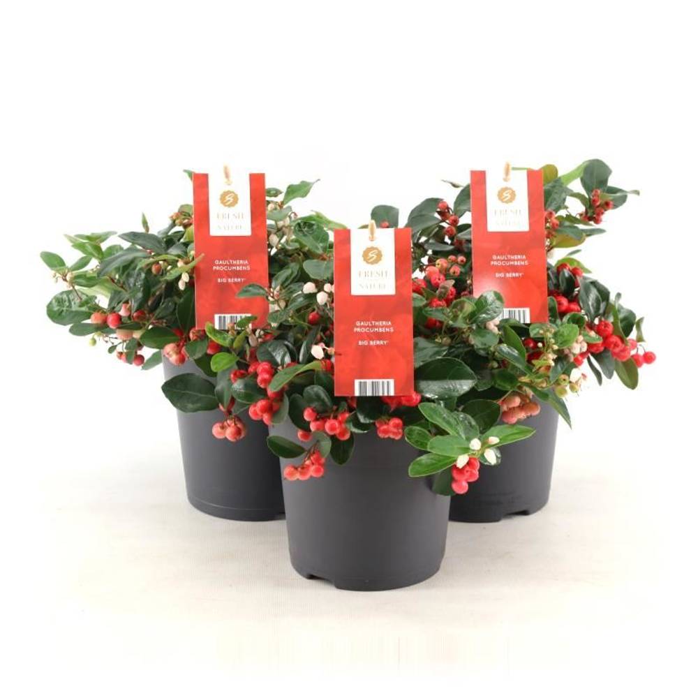 Gaultheria Proc. Bigberry T15 H20