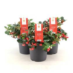 Gaultheria Proc. Bigberry T15 H20
