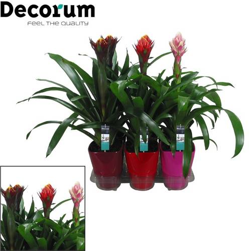 Guzmania mix Exkl. Keramik T14 H055