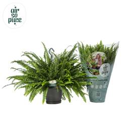 Nephrolepsis Green Lady Ampel T20 H060