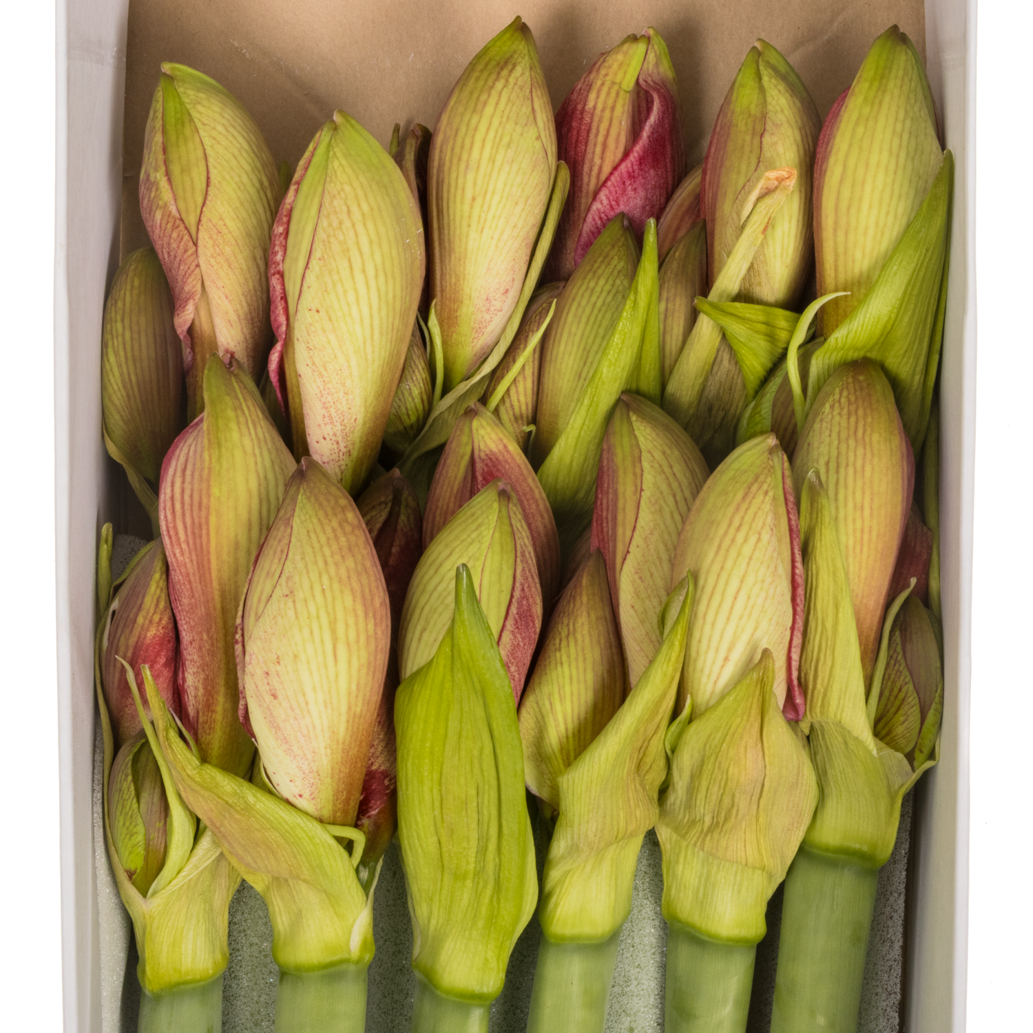 Amaryllis Krt.fuchsia-rosa Lovely Barbera x 12