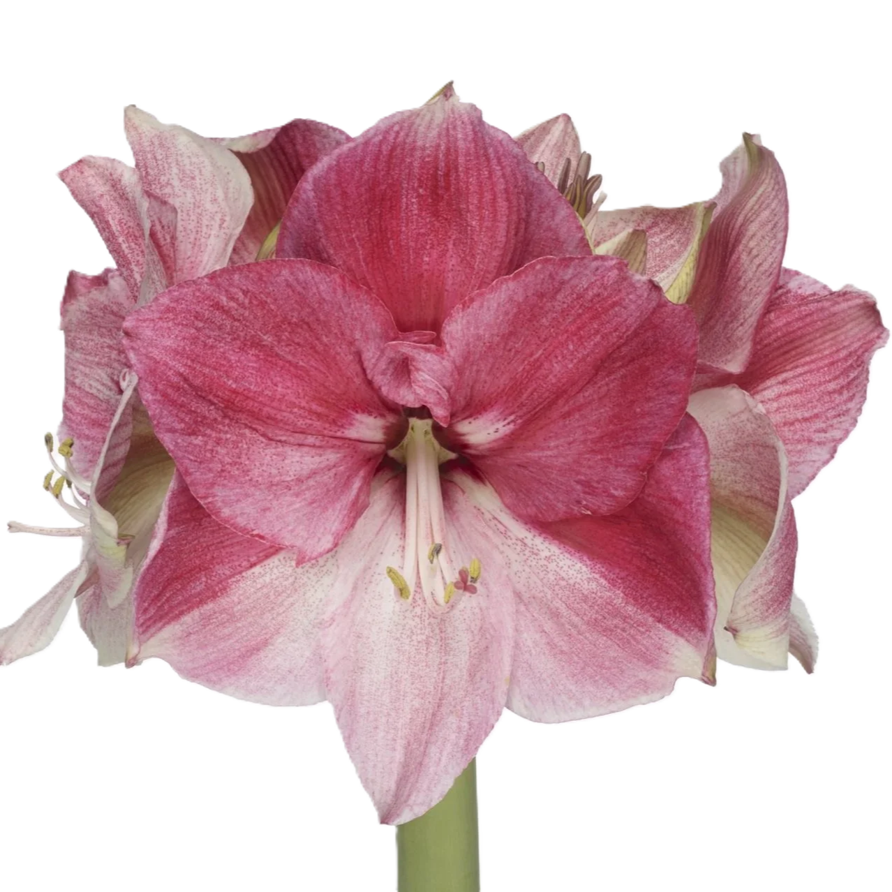 Amaryllis Krt.fuchsia-rosa Lovely Barbera x 12