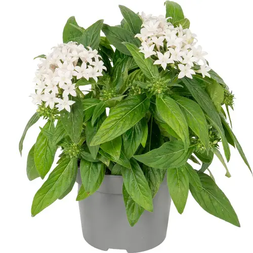 Pentas weiss T13 H025