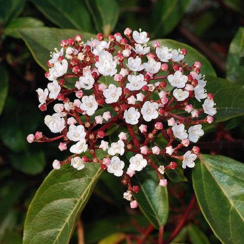 Viburnum Tinus T23 H45