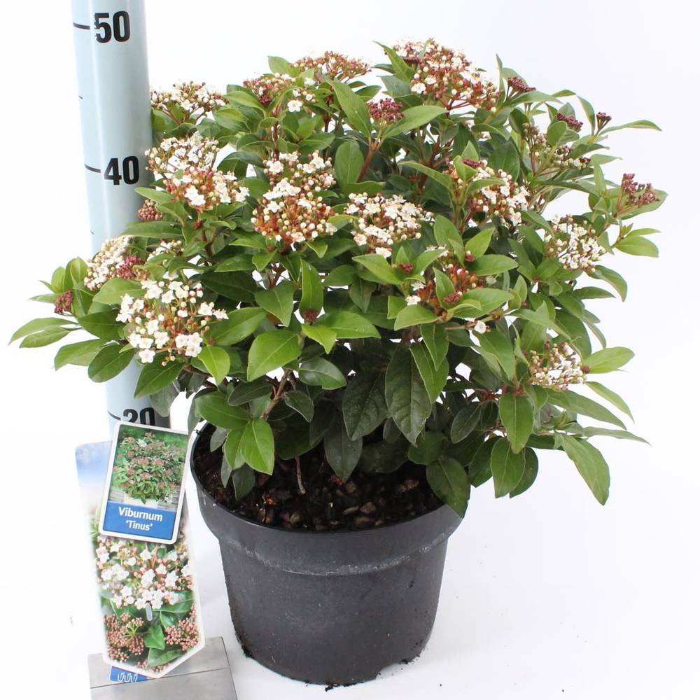 Viburnum Tinus T23 H45