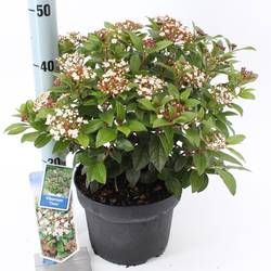 Viburnum Tinus T23 H45