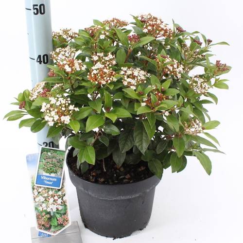 Viburnum Tinus T23 H45