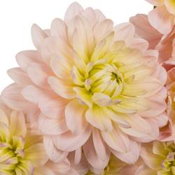 Dahlia hell rosa-apricot Memory x 5 50cm
