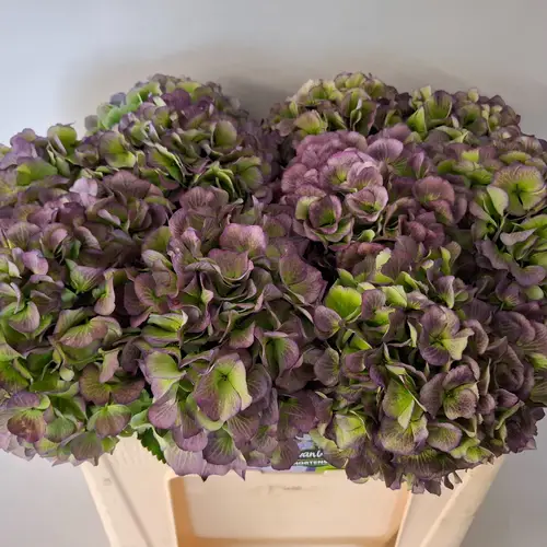 Hortensie lila/grün Verena classic Bol 17cm 50cm