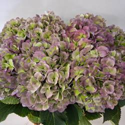 Hortensie lila/grün Verena classic Bol 20cm 60cm