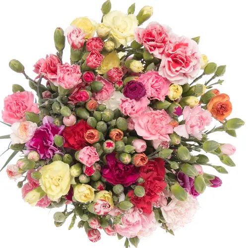 Spraynelke mix Im Bund 60cm X20