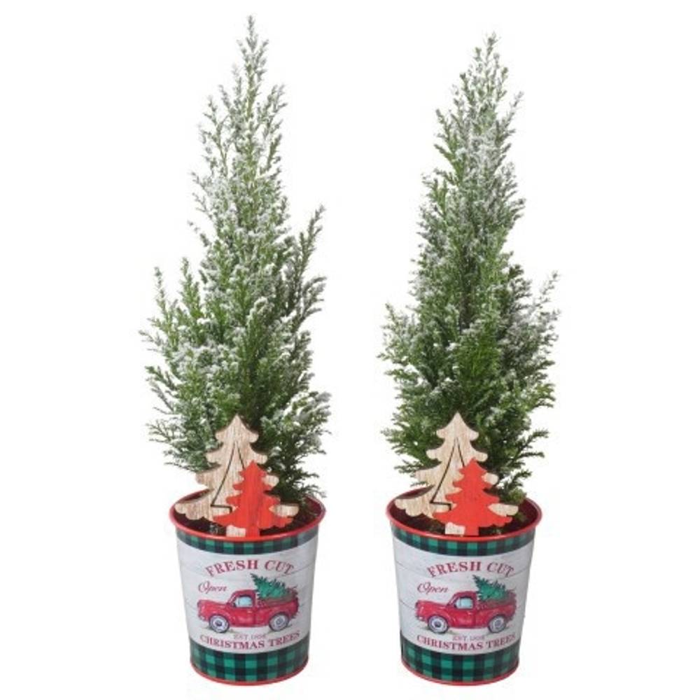 Chamaecyparis Ellwoodii Zink PTK25180 T09 H032