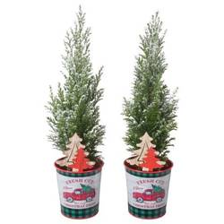 Chamaecyparis Ellwoodii Zink PTK25180 T09 H032