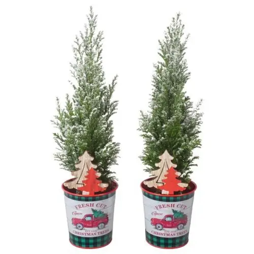 Chamaecyparis Ellwoodii Zink PTK25180 T09 H032