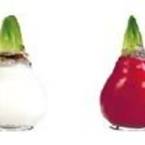 Amar.Bol Wachs Gloss mix rot/weiss rote Bl. 30cm H022