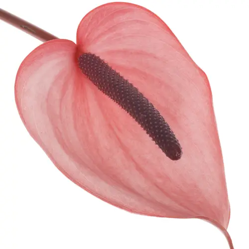 Anthurium rosa Xavia Blüte 11cm