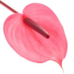 Anthurium rosa Xavia Blüte 11cm