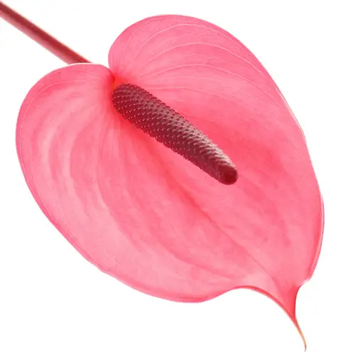 Anthurium rosa Xavia Blüte 11cm